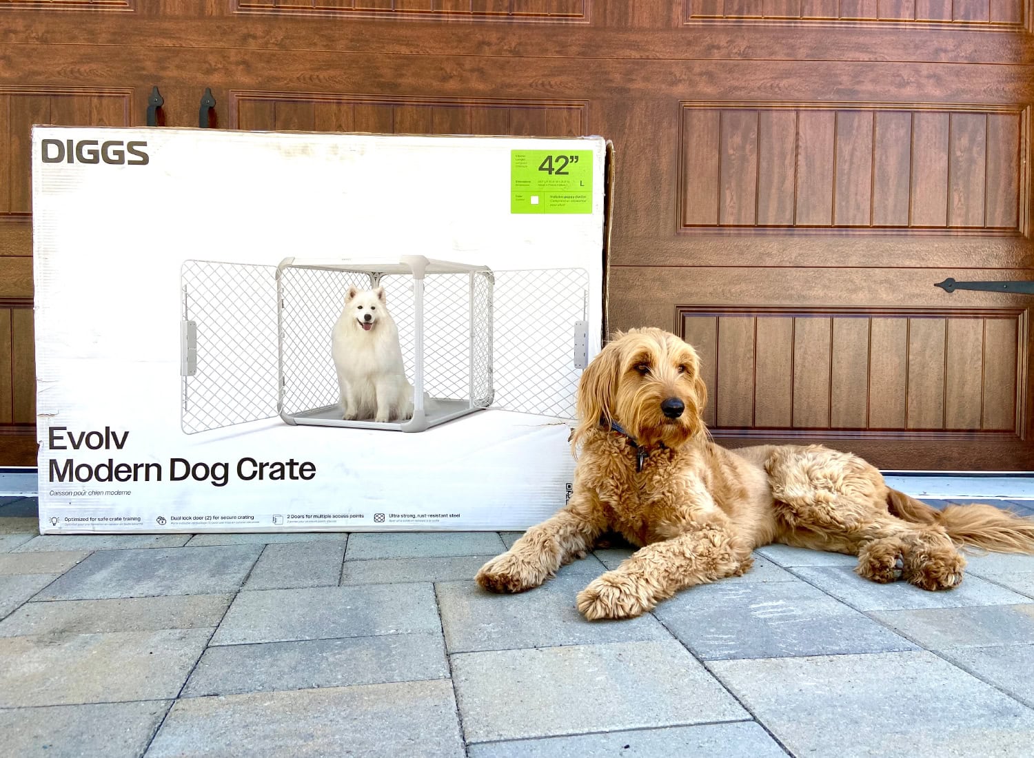 Diggs Evolv Dog Crate - micah lying next to the box