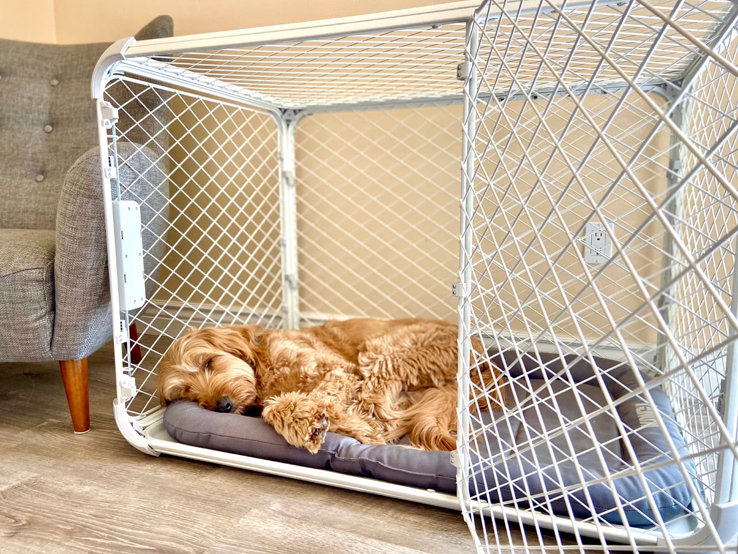 Diggs Evolv Dog Crate - micah sleeping in the crate