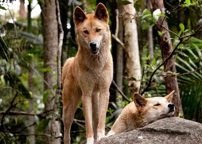 Dingoes