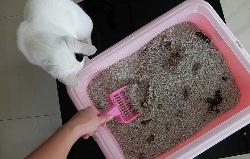 Dirty Cat Litter