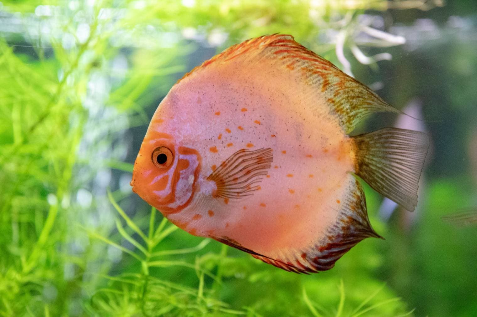 Discus Tetra