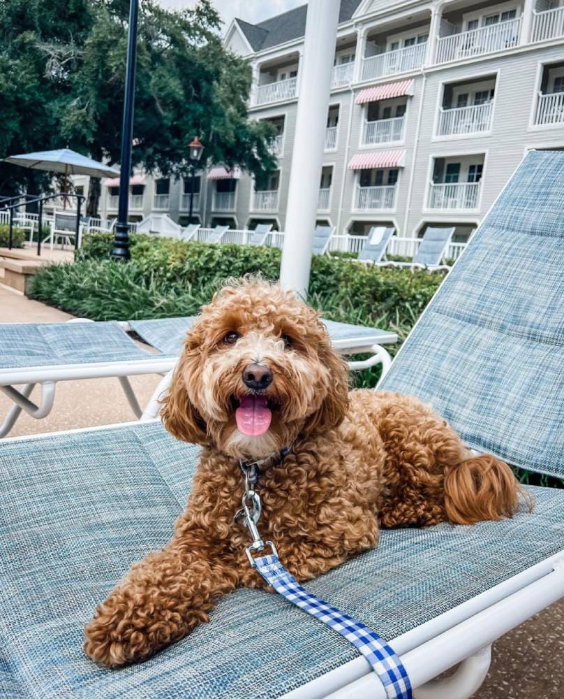 Disney’s Yacht Club Resort