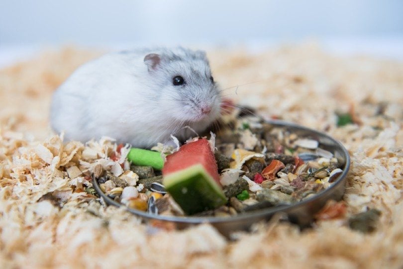 hamster eating