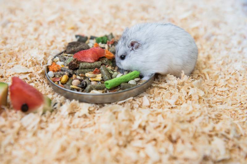 Djungarian hamster