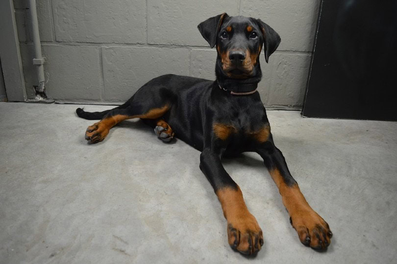 Doberman Pinscher Sitting
