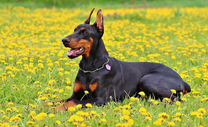 Doberman sitting on flowers