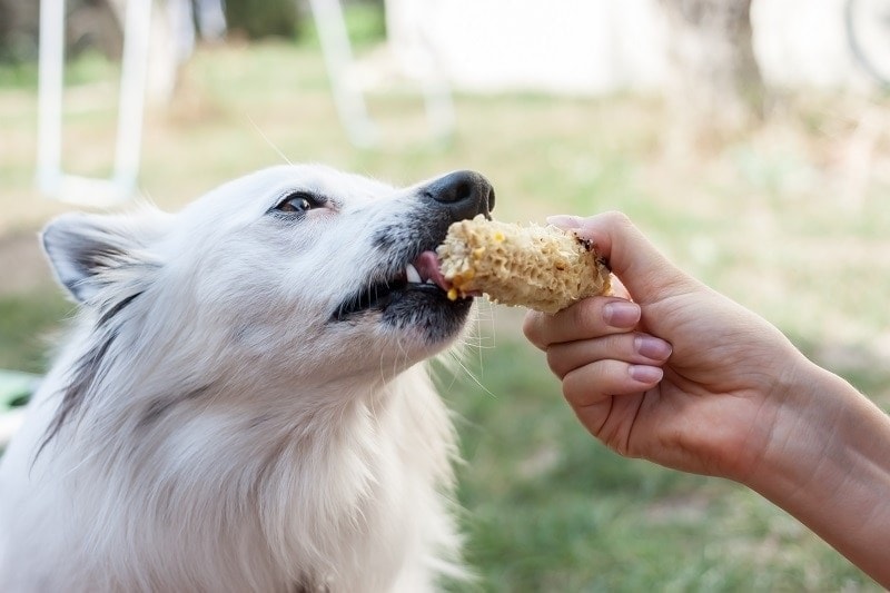 Dog Eating Corn
