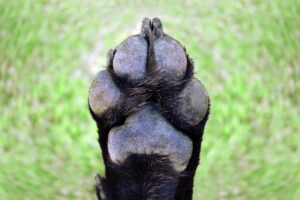 How to Care for Your Dog's Paw Pads: 8 Vet-Reviewed Ways | The Vet Desk