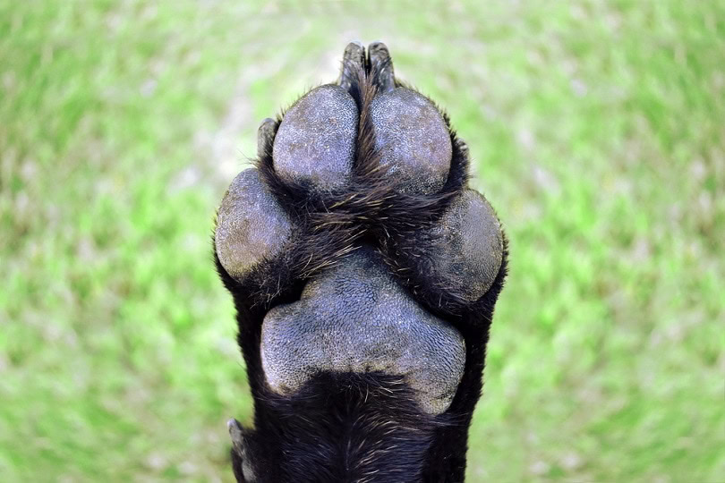 Dog-Paw_Binikins_shutterstock