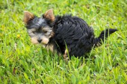 Why Is My Dog’s Poop Black? 5 Vet-Reviewed Reasons & Solutions | The