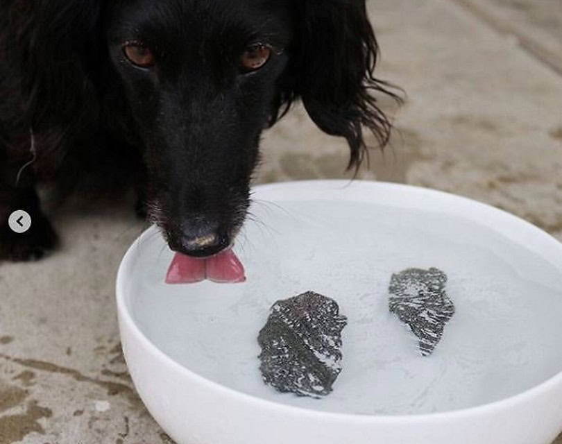 Dog Rocks Lawn Burn Patch Preventative