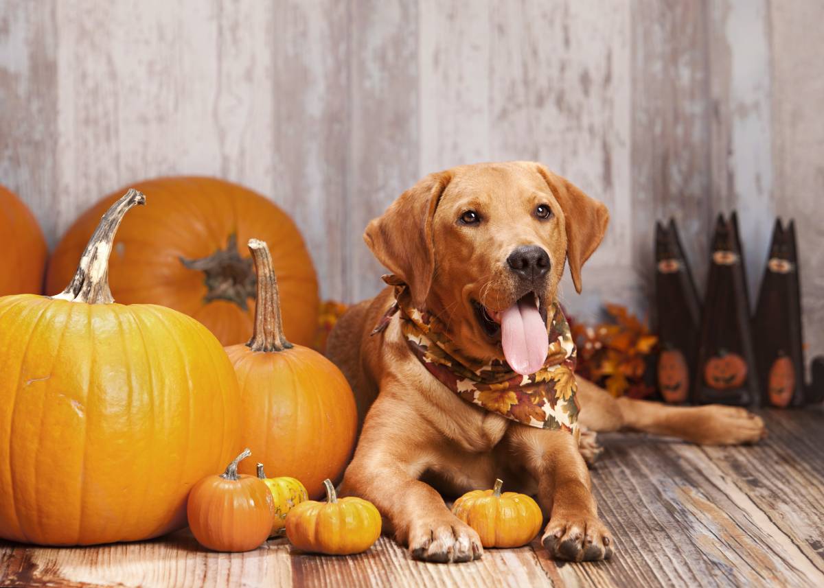 Dog beside Pumpkin