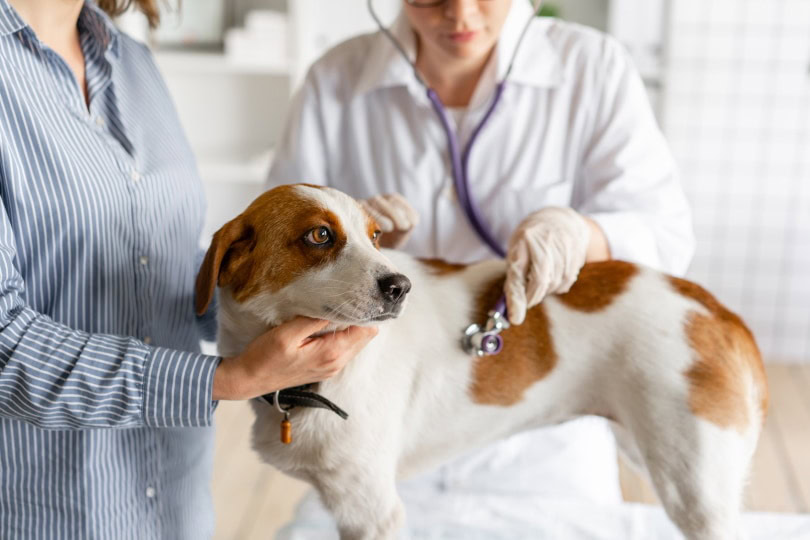 Dog check up_Sergey Mikheev_Shutterstock