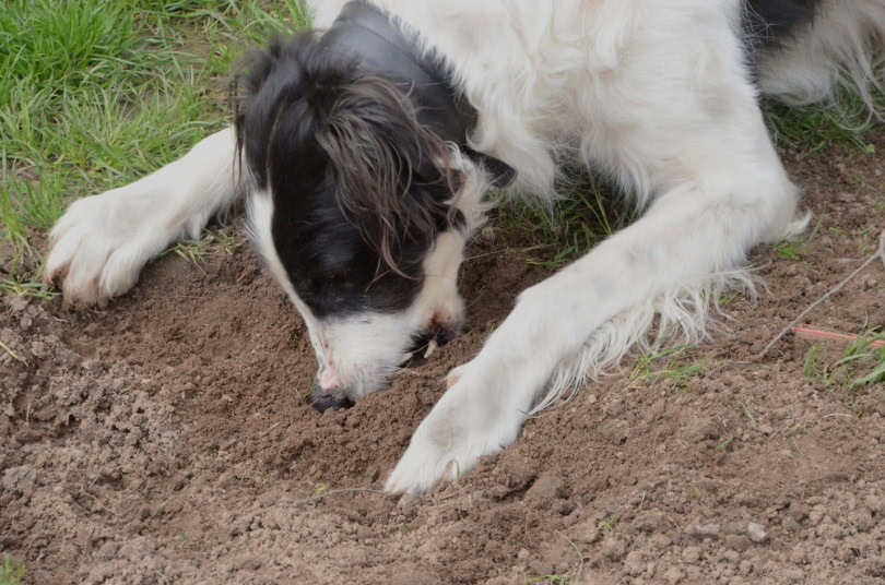 Dog eating dirt