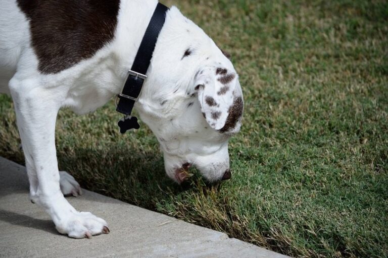 View of Why Dogs Eat Grass: 10 Reasons (Vet Answer) | The Vet Desk