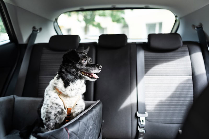 Dog in car seat with safe belt and seat booster