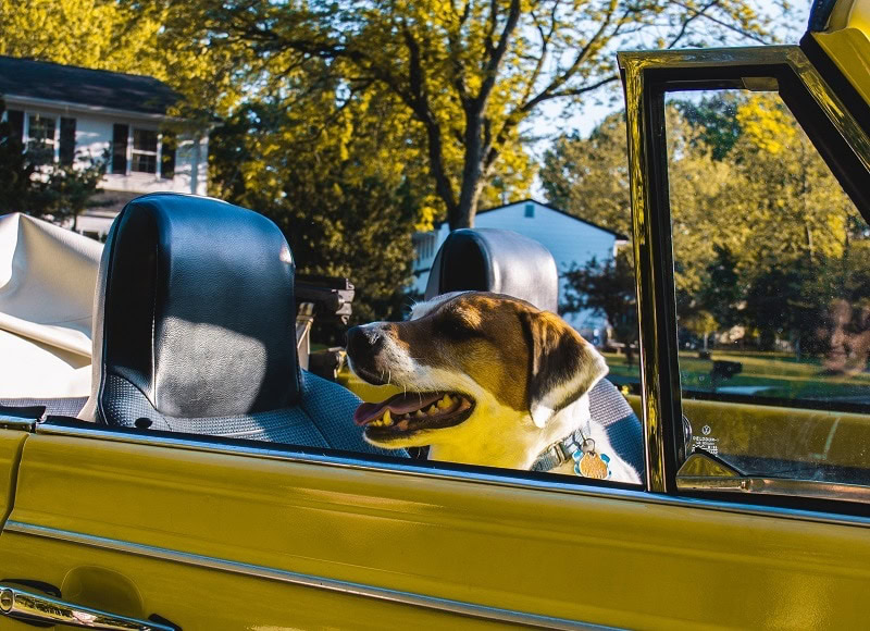 Dog in yellow car