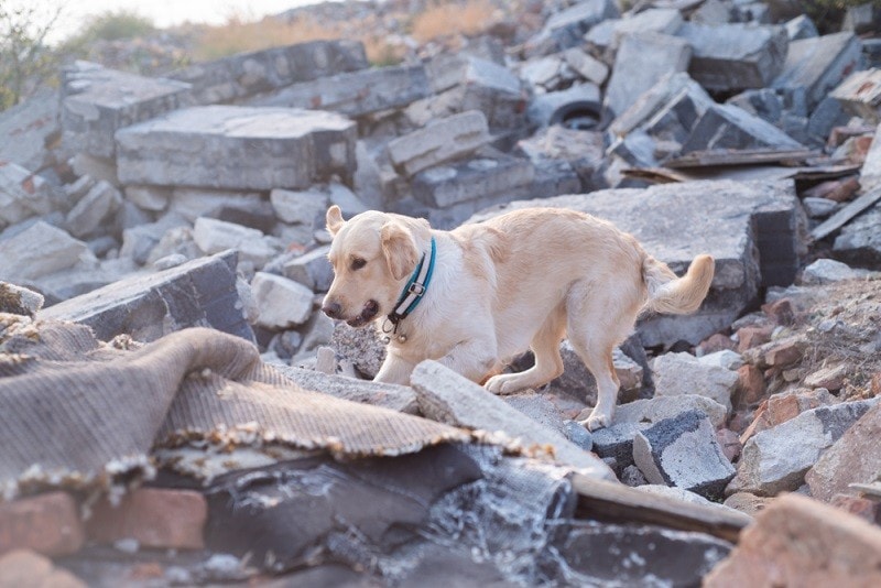 Dog looking for injured people in ruins after earthquake_noska photo_shutterstock