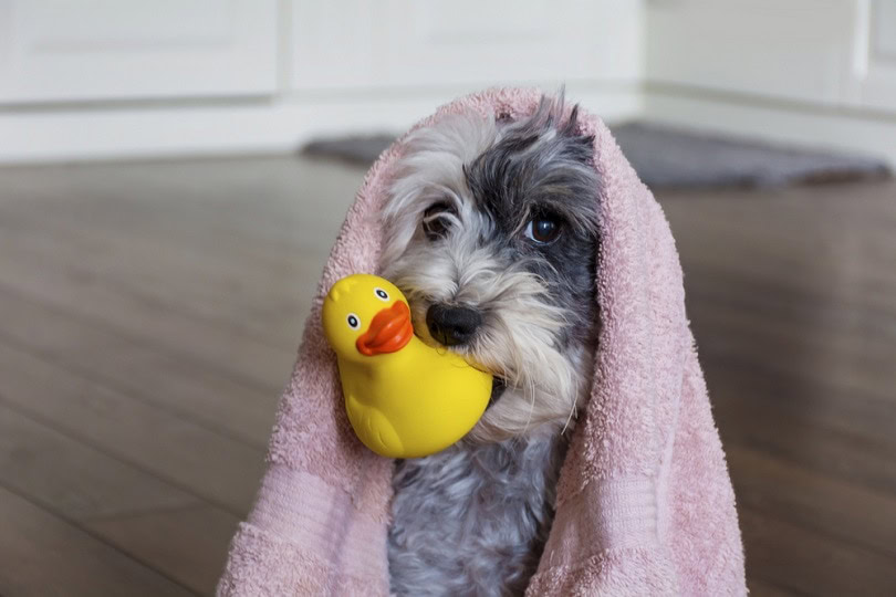 Dog-ready-for-bath_Boryanaa-Manzurova_shutterstock