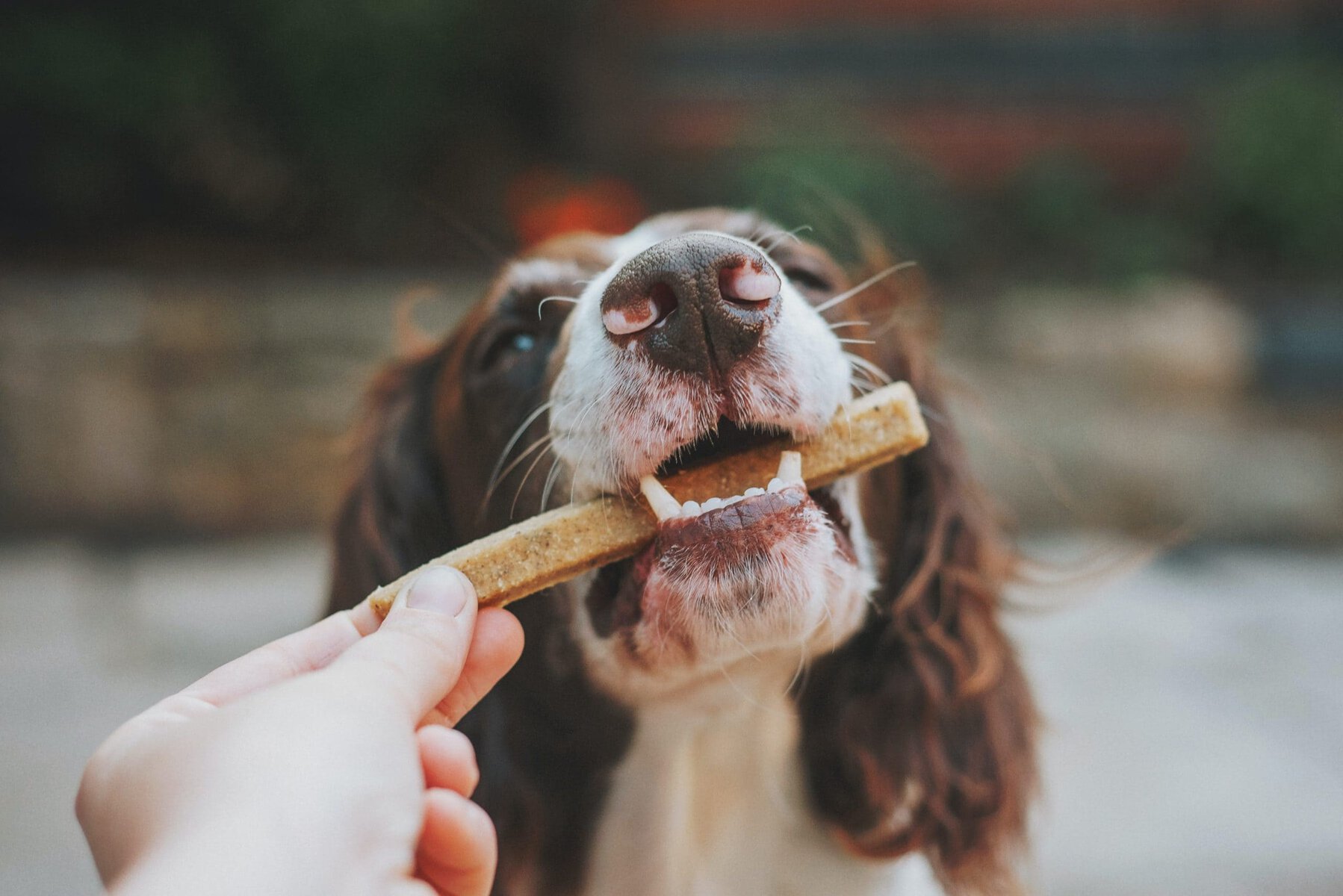 Dog reward on training_JamesLacy_Unsplash
