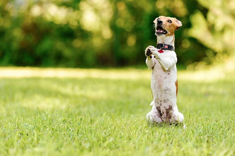 Dog sitting on hind legs begging