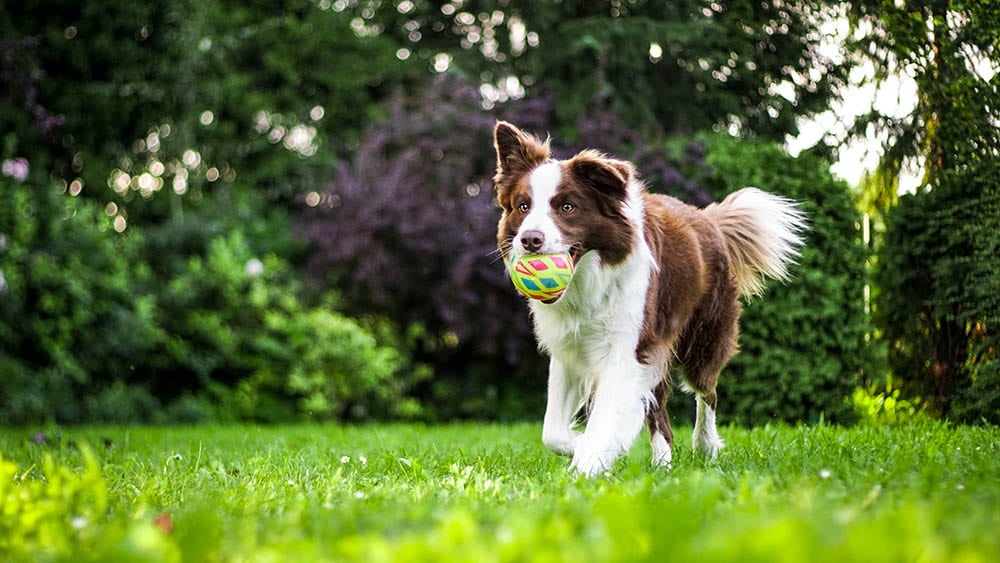 Dog training for new owners_AnnaDudkova_Unsplash