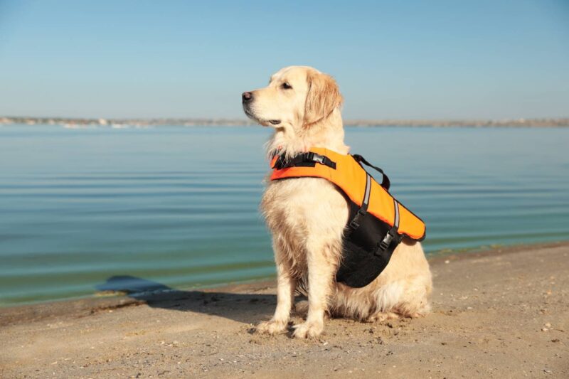 Dog wearing life vest