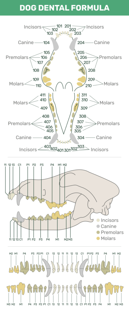 Dog dental formula