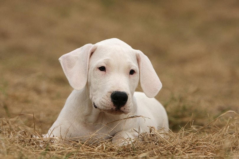 Dogo Argentino puppy