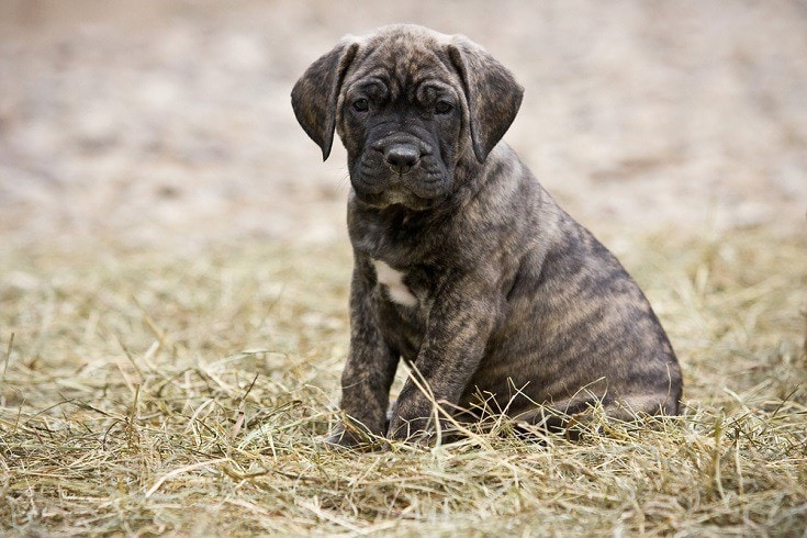 Dogo-Canario-puppy_Shutterstock_Utekhina-Anna