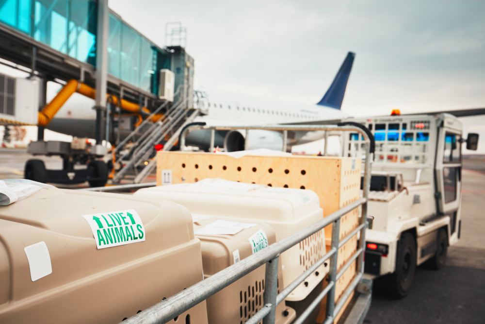Dogs traveling by airplane, Boxes with live animals at the airport