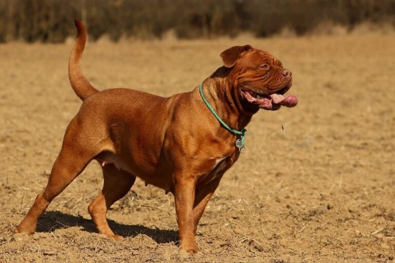 Dogues de Bordeaux Dog Breed: Info, Pictures & Care | The Vet Desk