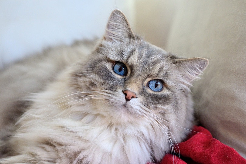 Domestic Longhair Cat