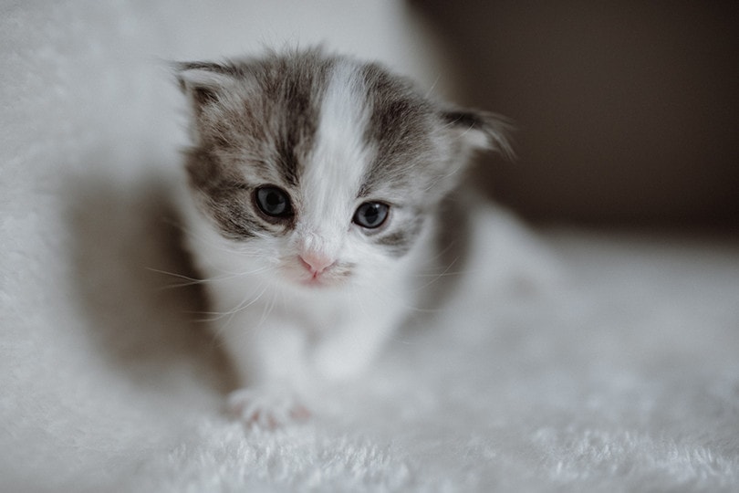 Domestic Longhair Kitten
