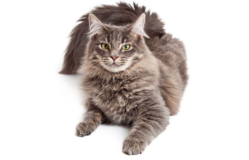 Domestic Medium Hair Cat_GoodFocused_Shutterstock