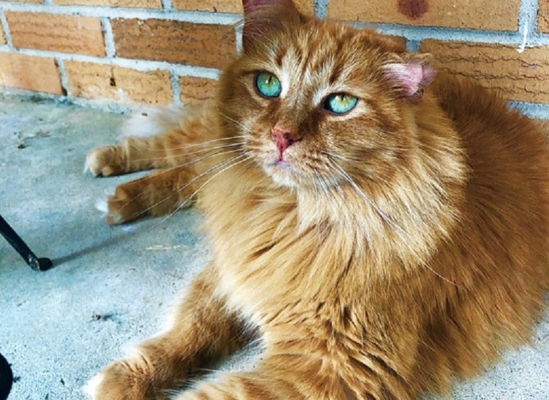 Domestic Medium Hair