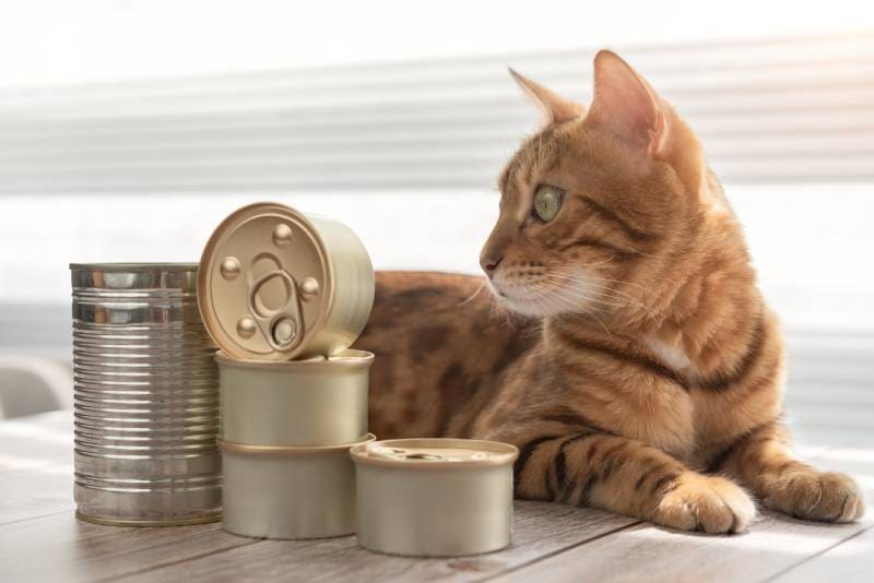 Domestic cat lies and looks at canned food