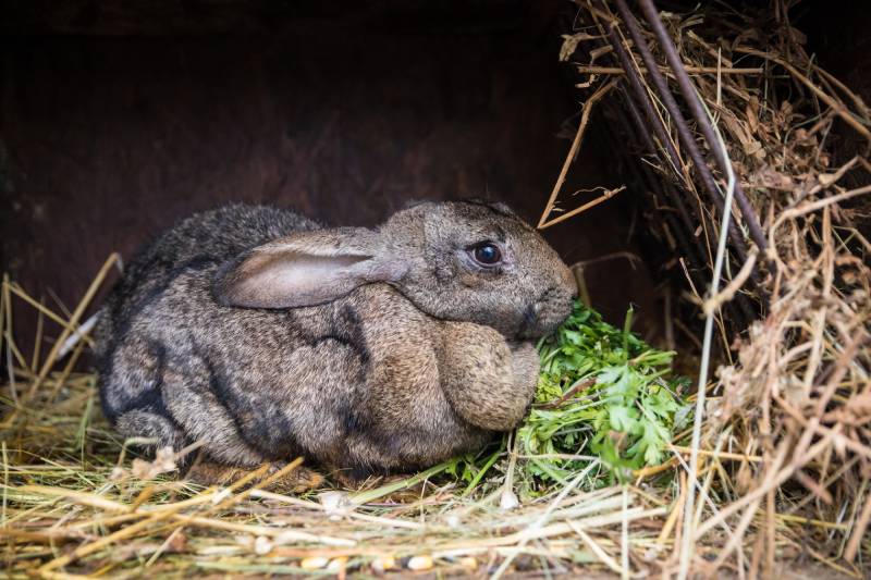 Domestic giant rabbit on a farm