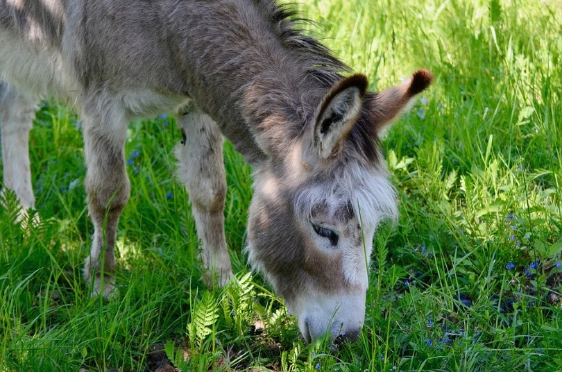 Donkey Eating