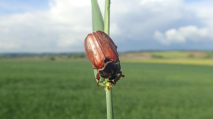 Doodlebugs_shutterstock_Pawel Beres