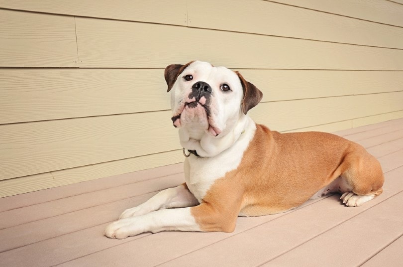 Dorset Olde Tyme Bulldogge