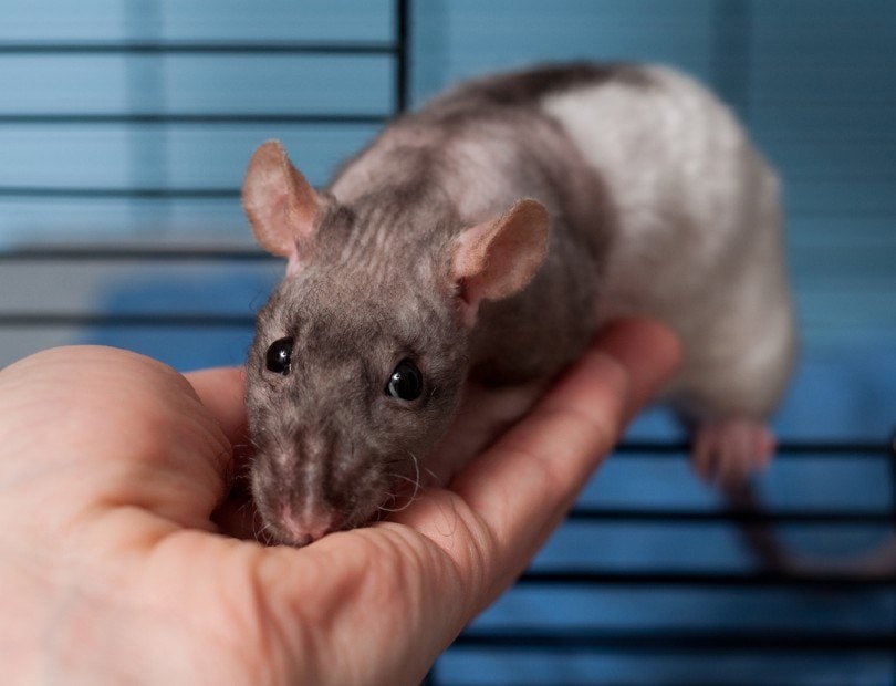 Double Rex Rat Crawling onto Human Hand