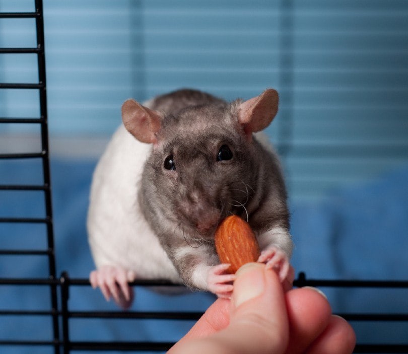 Double Rex Rat Taking Almond From Human