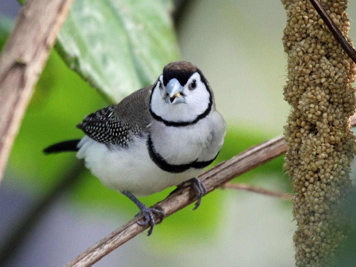 Double-barred Finch RWD2
