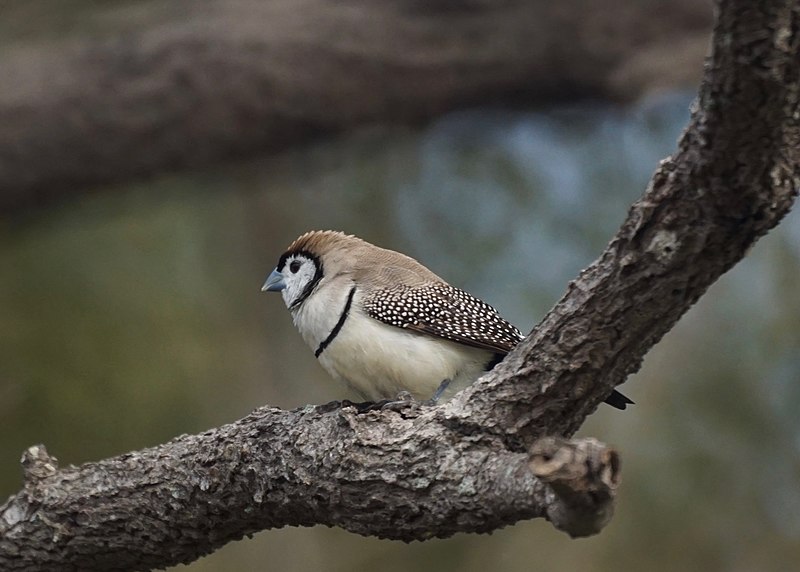 Double-barred finch (Owl Finch) (32137012296)