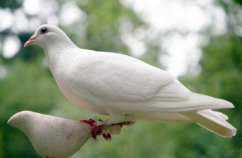 Dove on close up