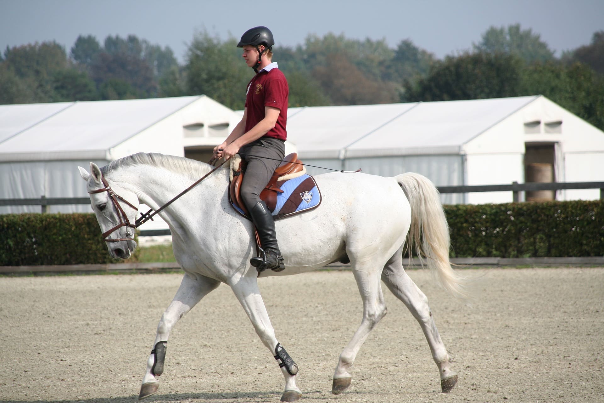Dressagehorse