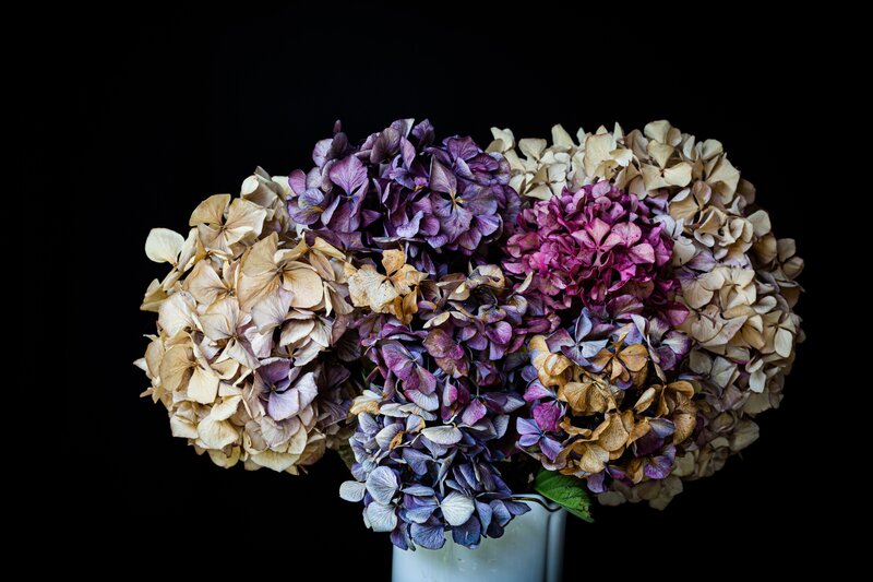Dried Hydrangeas, toxic to cats and dogs