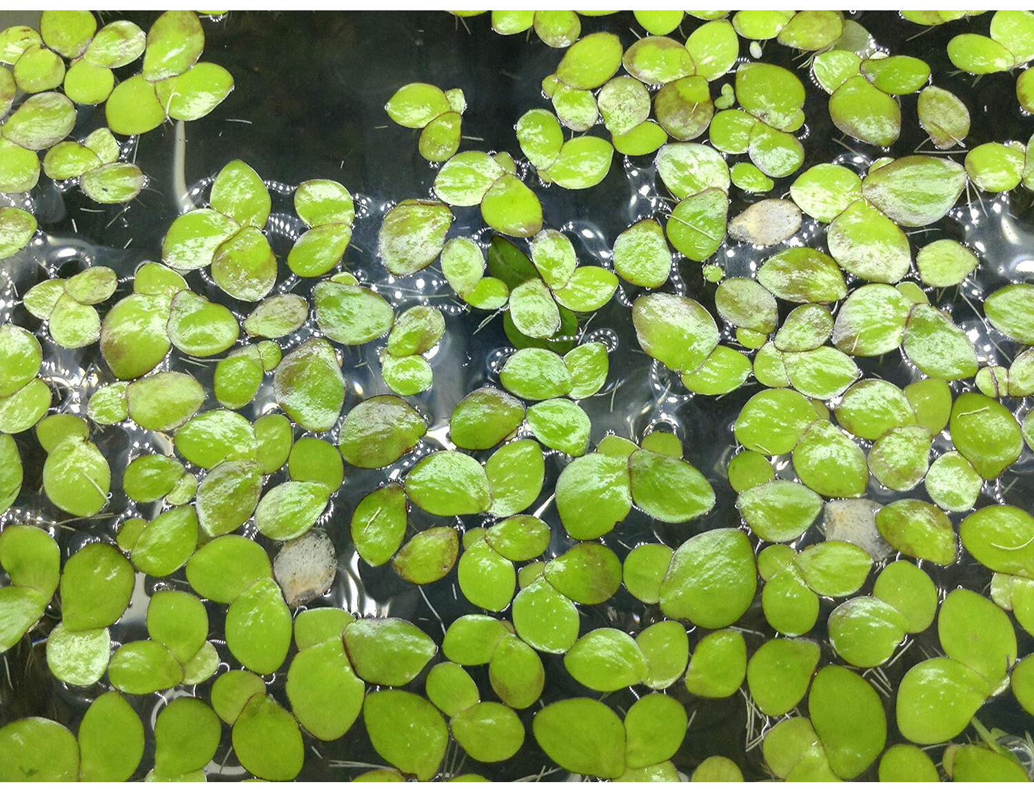 Duckweed Floating Plants