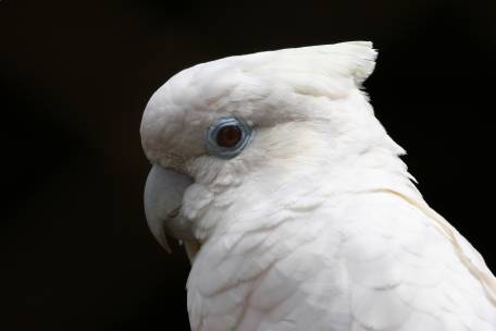 Ducorps',Cockatoo
